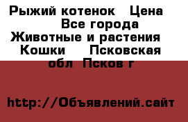 Рыжий котенок › Цена ­ 1 - Все города Животные и растения » Кошки   . Псковская обл.,Псков г.